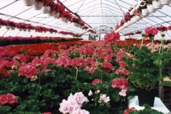 Maine nursery, plants, flowers, gardens